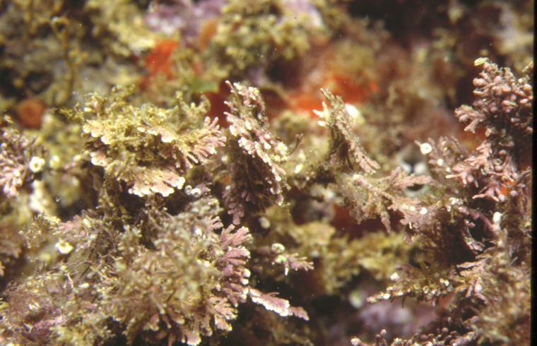Corallina elongata
